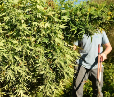 Hempstuff